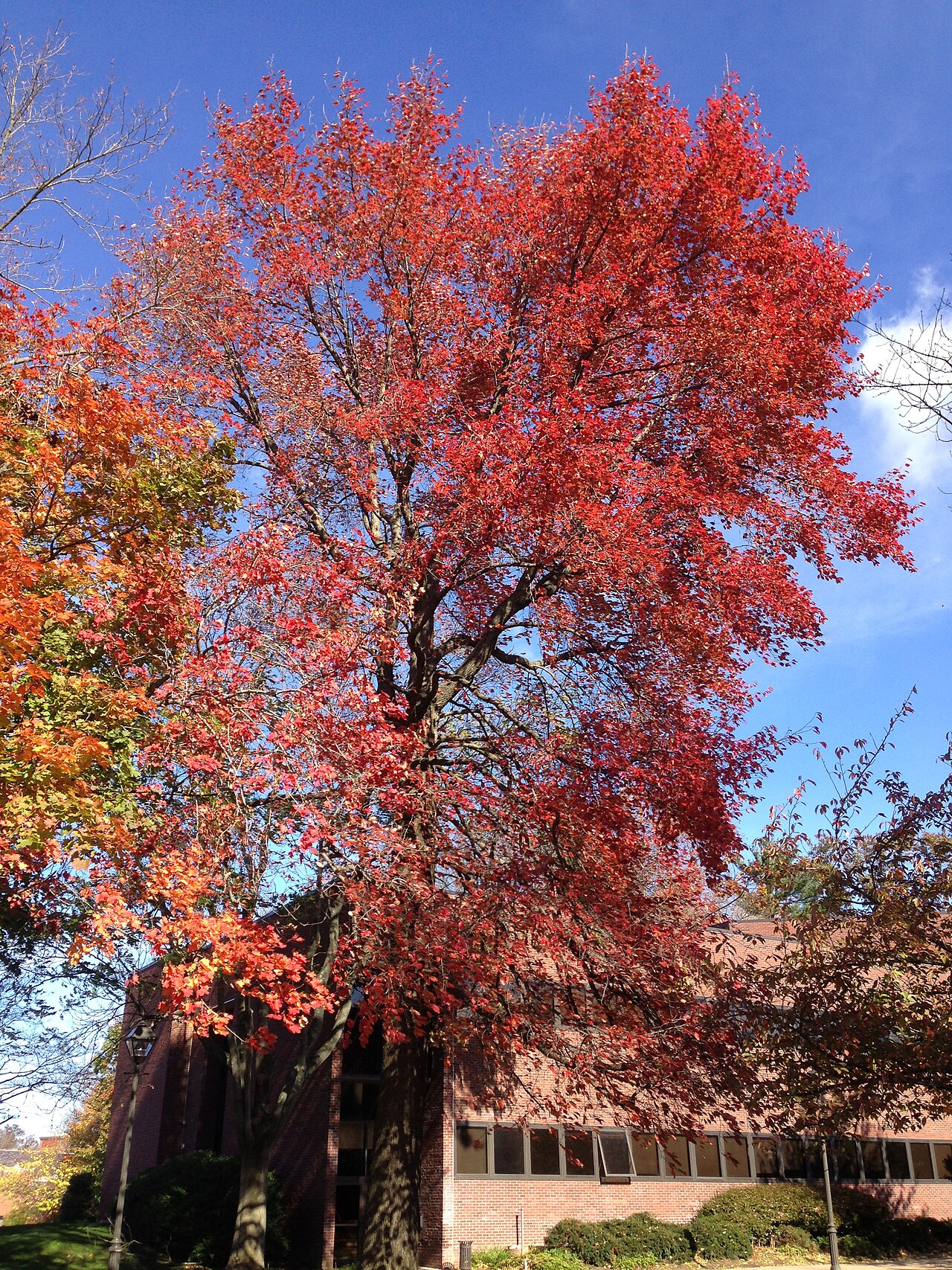 Black tupelo in brilliant scarlet autumn color