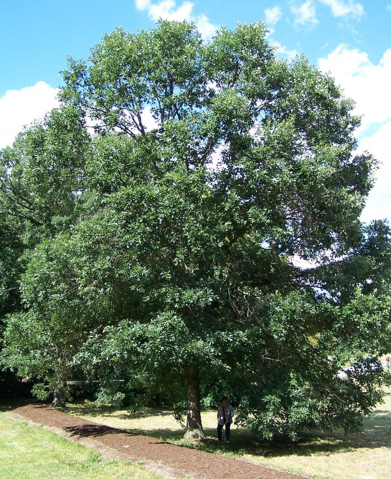 Mature swamp white oak with a broad rounded crown