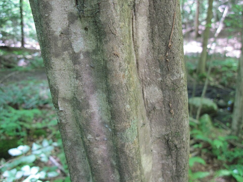 Smooth fluted grey bark of American hornbeam resembling muscle