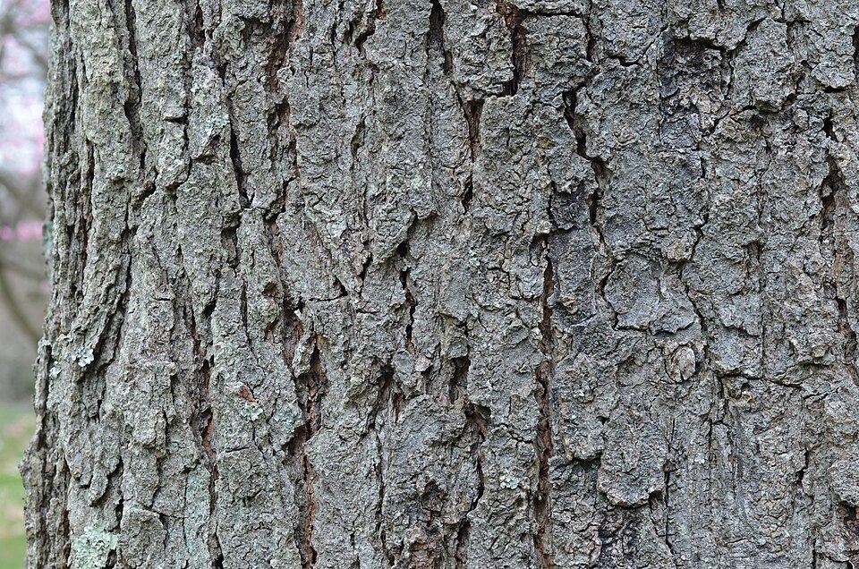Scaly curling bark of a Kentucky coffeetree trunk