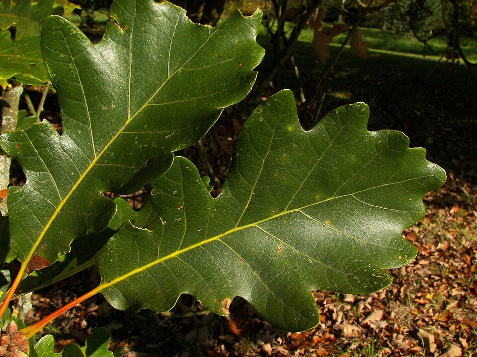 Swamp white oak foliage showing dark green upper leaf surfaces