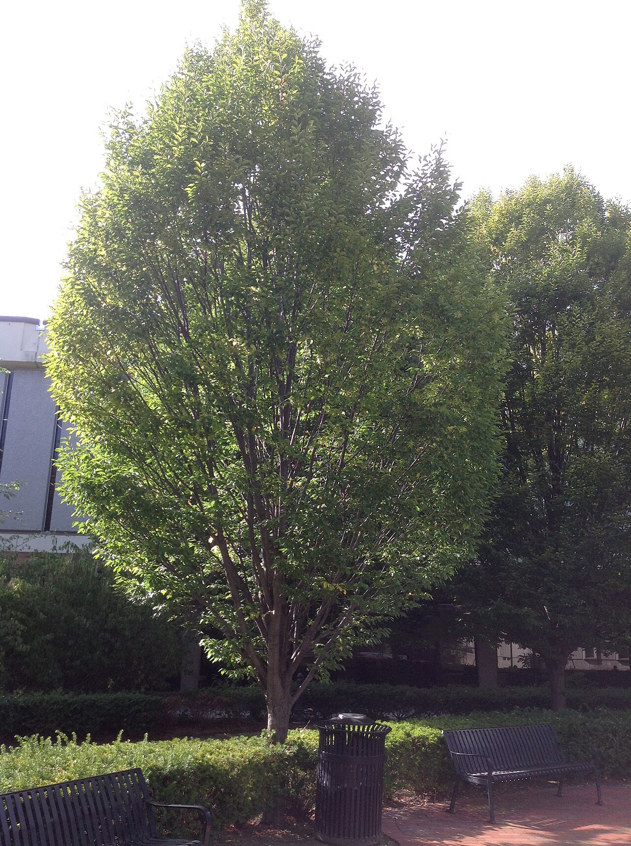 Open-grown American hornbeam with a dense rounded crown