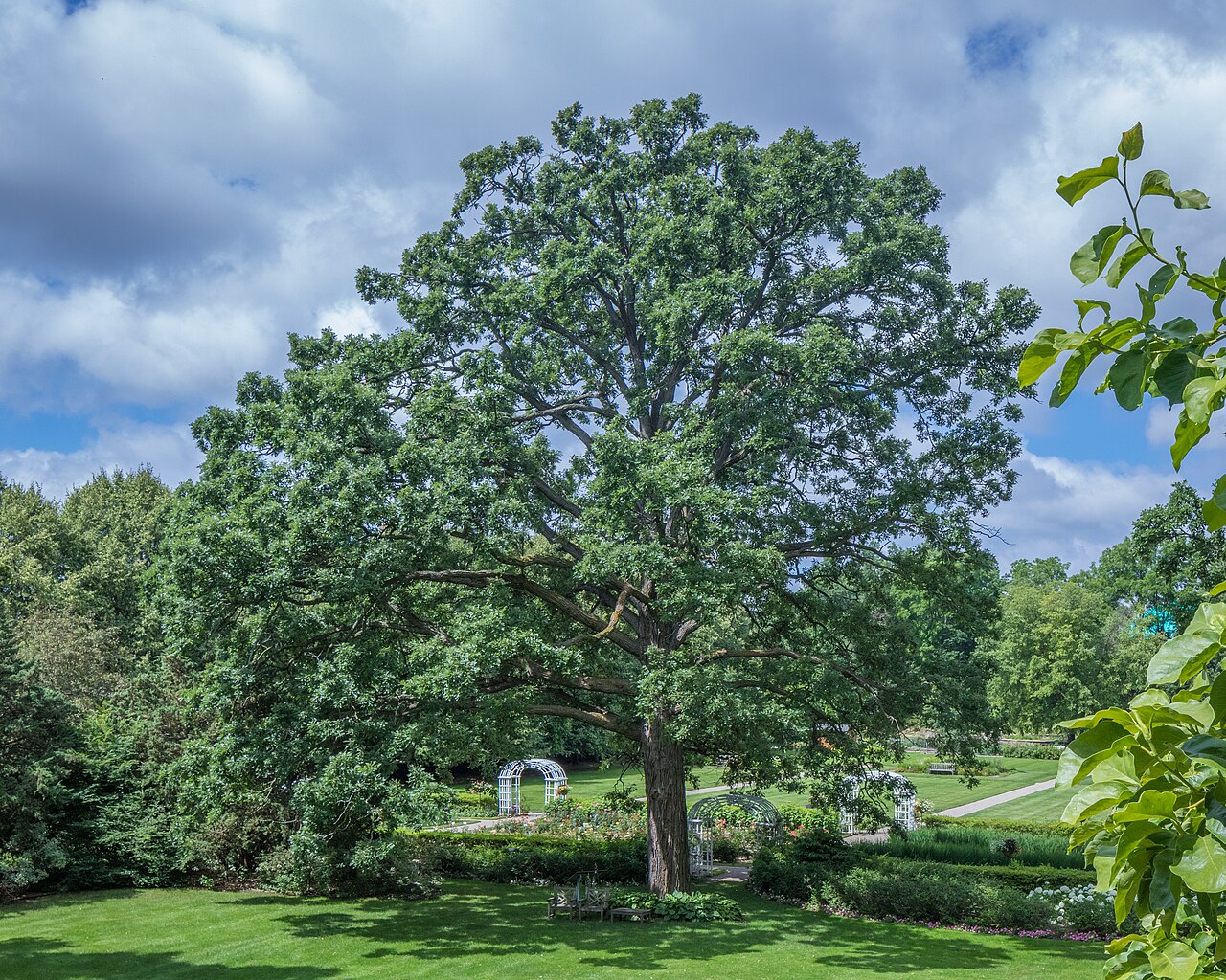 Large open-grown bur oak with massive spreading limbs