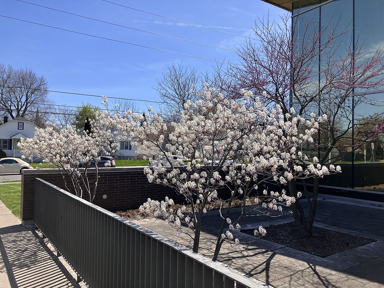 Serviceberry tree covered in white spring flowers