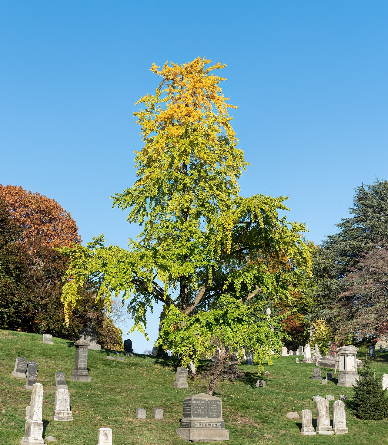 Whole mature ginkgo turning gold, narrow upright form