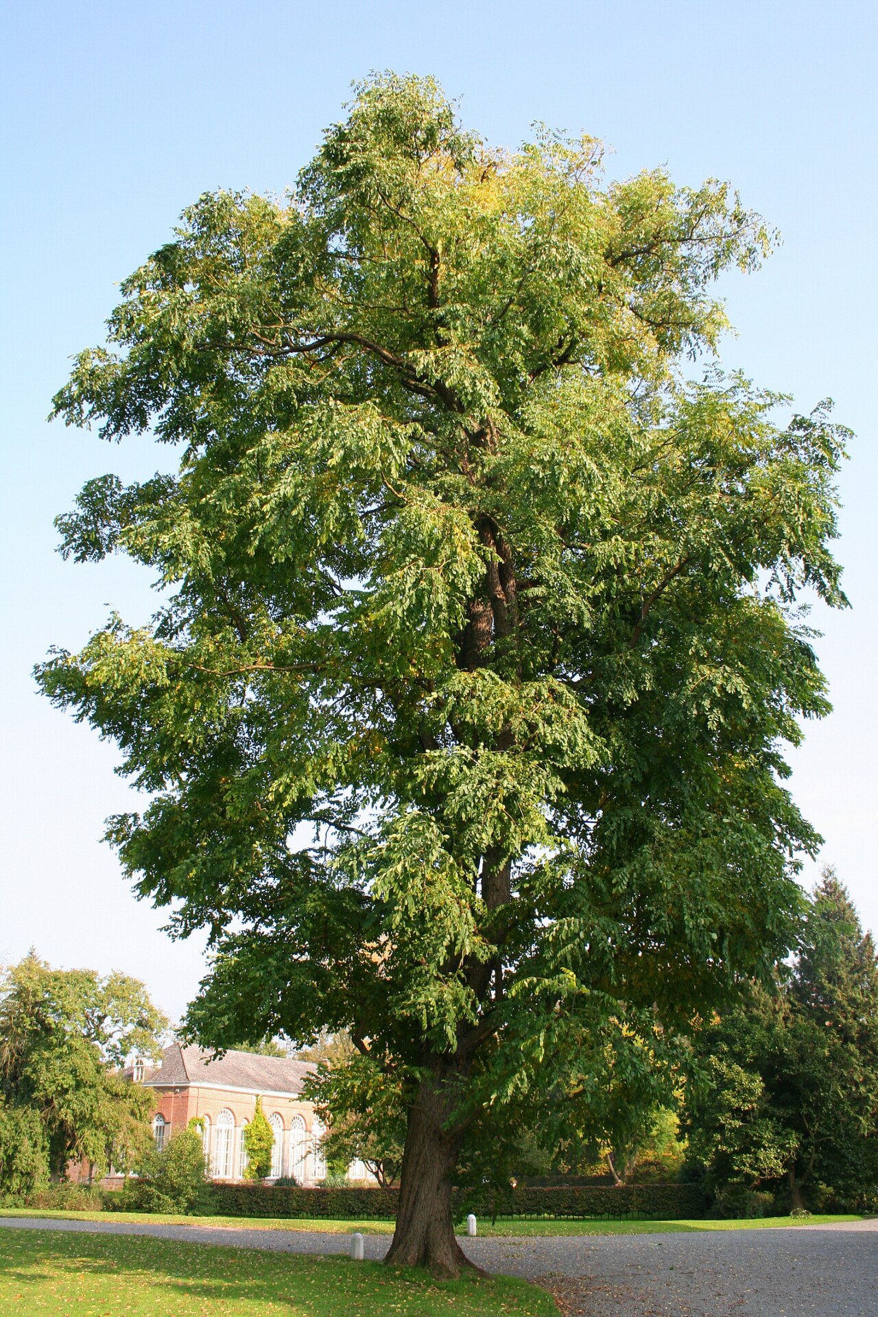 Mature Kentucky coffeetree in full leaf, whole tree visible