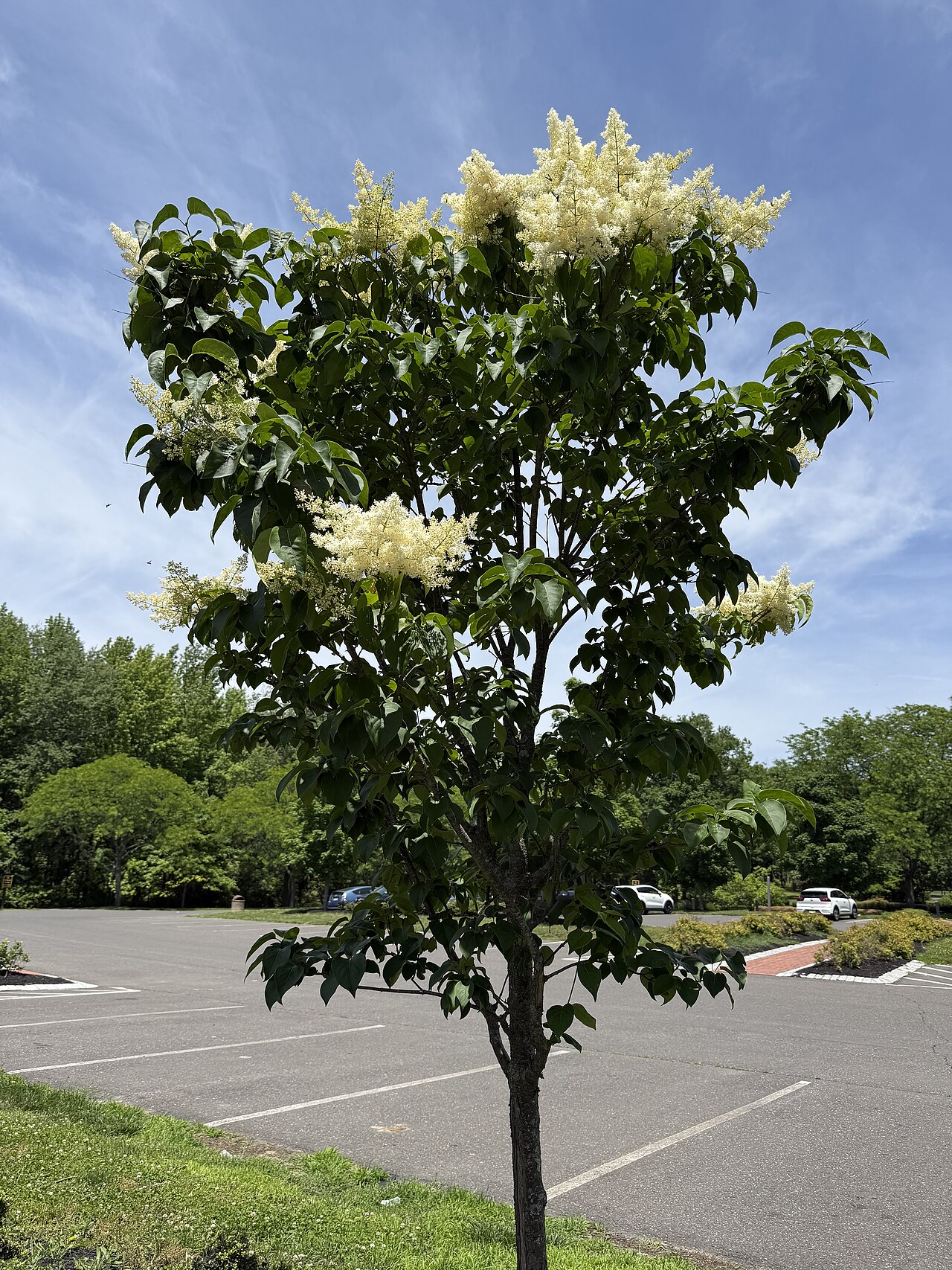Japanese tree lilac in full creamy white bloom