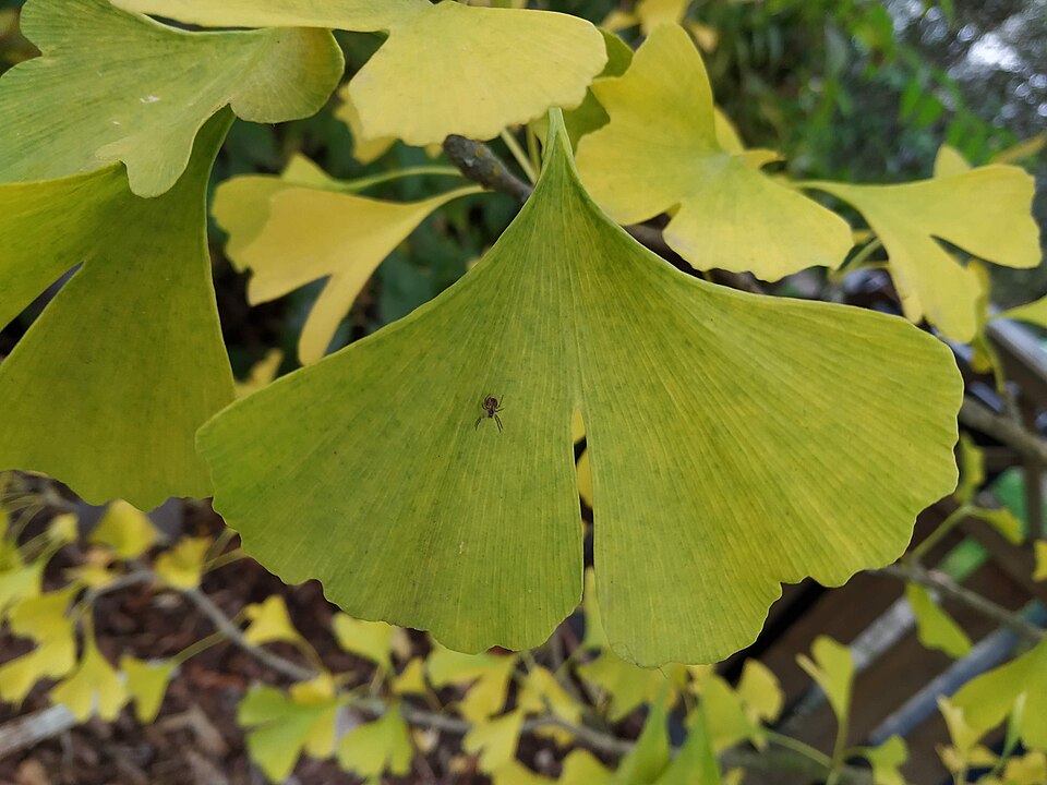 Close-up of fan-shaped ginkgo leaves with a split down the middle
