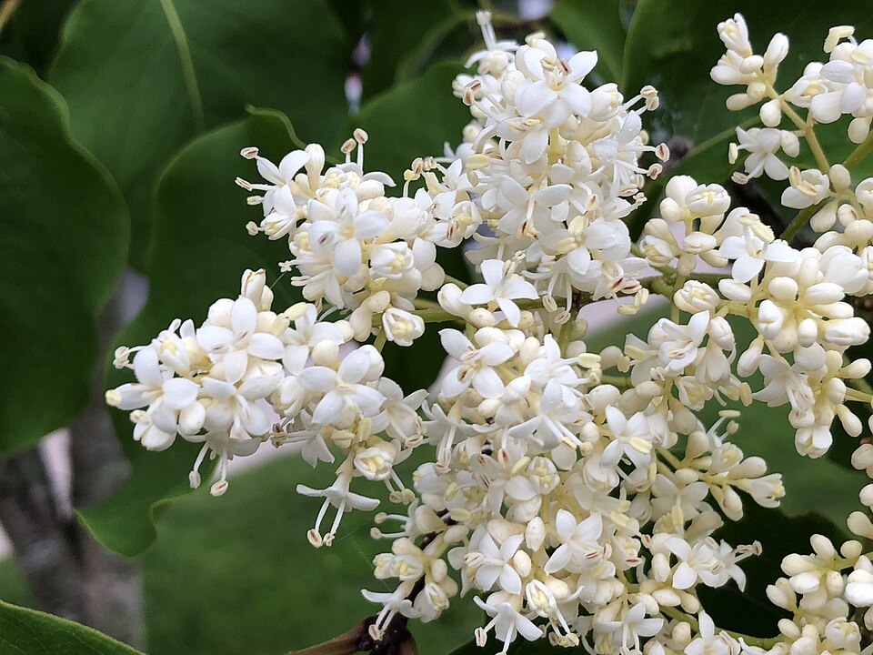 Japanese tree lilac flower panicles close up