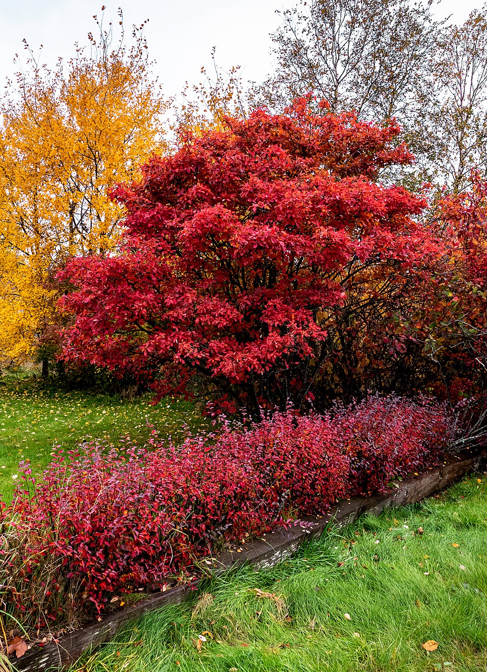 Serviceberry in scarlet autumn foliage beside a yellow aspen