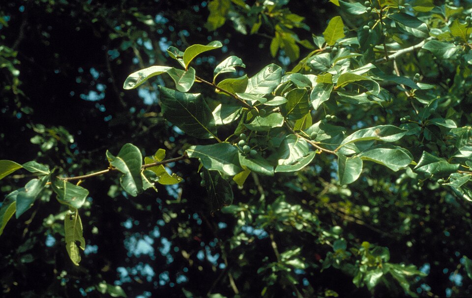Glossy dark green tupelo leaves along a horizontal branch