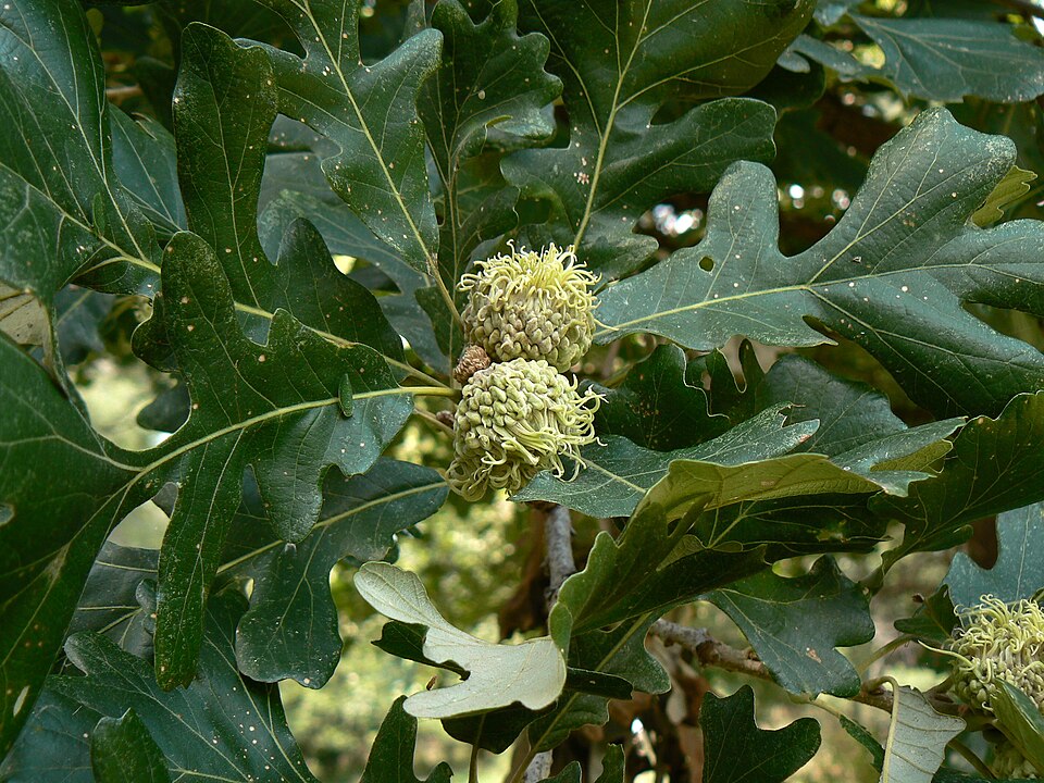 Bur oak leaves with deep lobes beside two fringed acorns